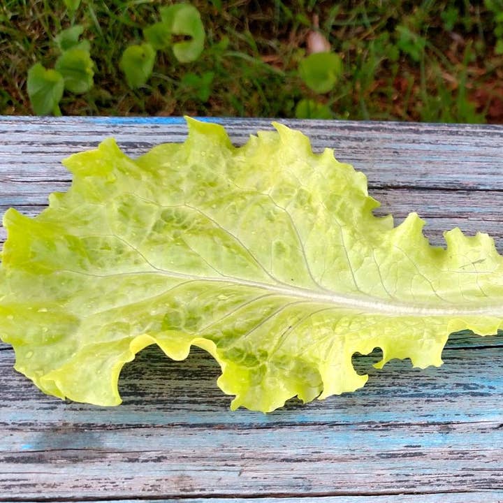 Sow True Seed - Wholesale Plant Seeds - Lettuce Seeds - Black Seeded Simpson5