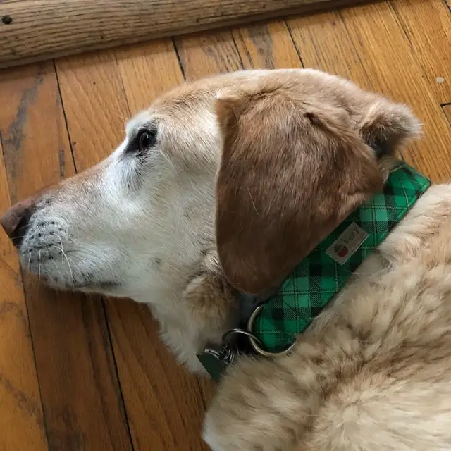 Very Vintage Designs – Engroshandel Halsbånd - Hund – Irish Plaid - Grøn økologisk bomuld Hund- og kattehalsbånd5