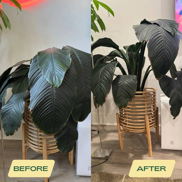 Rosy Soil - Wholesale Planting/Potting Soil - 4qt Aroid Mix3