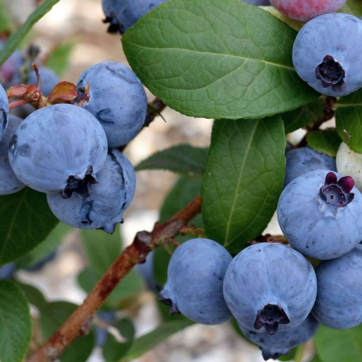 Oasis of Life - Wholesale Live Plant - Blueberry – 6 plants – Vaccinium Corymbosum ‘Sunshine Blue’ – Height 25–40cm – Ø9cm – High-yield blueberry plants with large fruits – Hardy & easy to care for – Ideal for garden, raised bed & container3