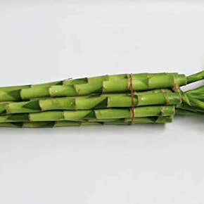 Northwest Orchids - Wholesale Live Plant - 16" Straight Lucky Bamboo Stalk Bundle