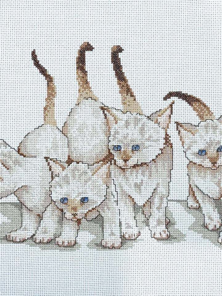 Gattini per la vendita all'ingrosso da parte di Mão Lusitana