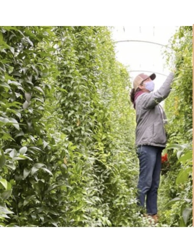 Florasource - Wholesale Fresh Cut Flowers - Southern Smilax 10 bunches CALIFORNIA Grown4