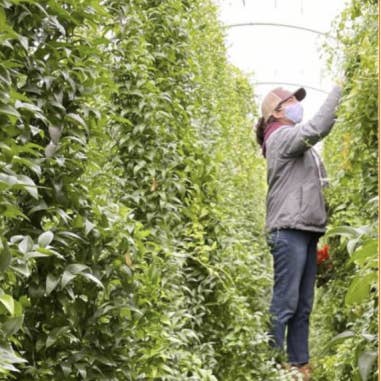 Florasource - Wholesale Fresh Cut Flowers - Southern Smilax 10 bunches CALIFORNIA Grown4