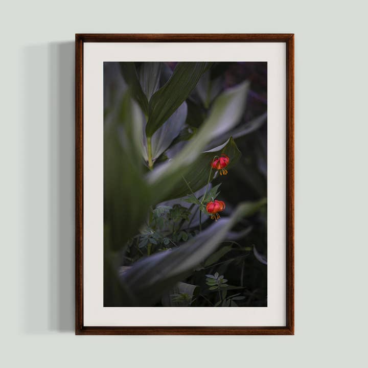 14 juillet 2023 - Forêt nationale de Plumas, Californie pour la vente par Jess Gibbs Photography