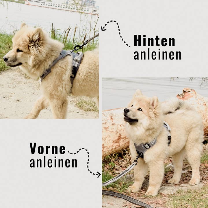 ne&no – Großhandel Haustiergeschirr – Hund – ne&no® Outdoor Brustgeschirr für Hunde + mit Ruckdämpfer5