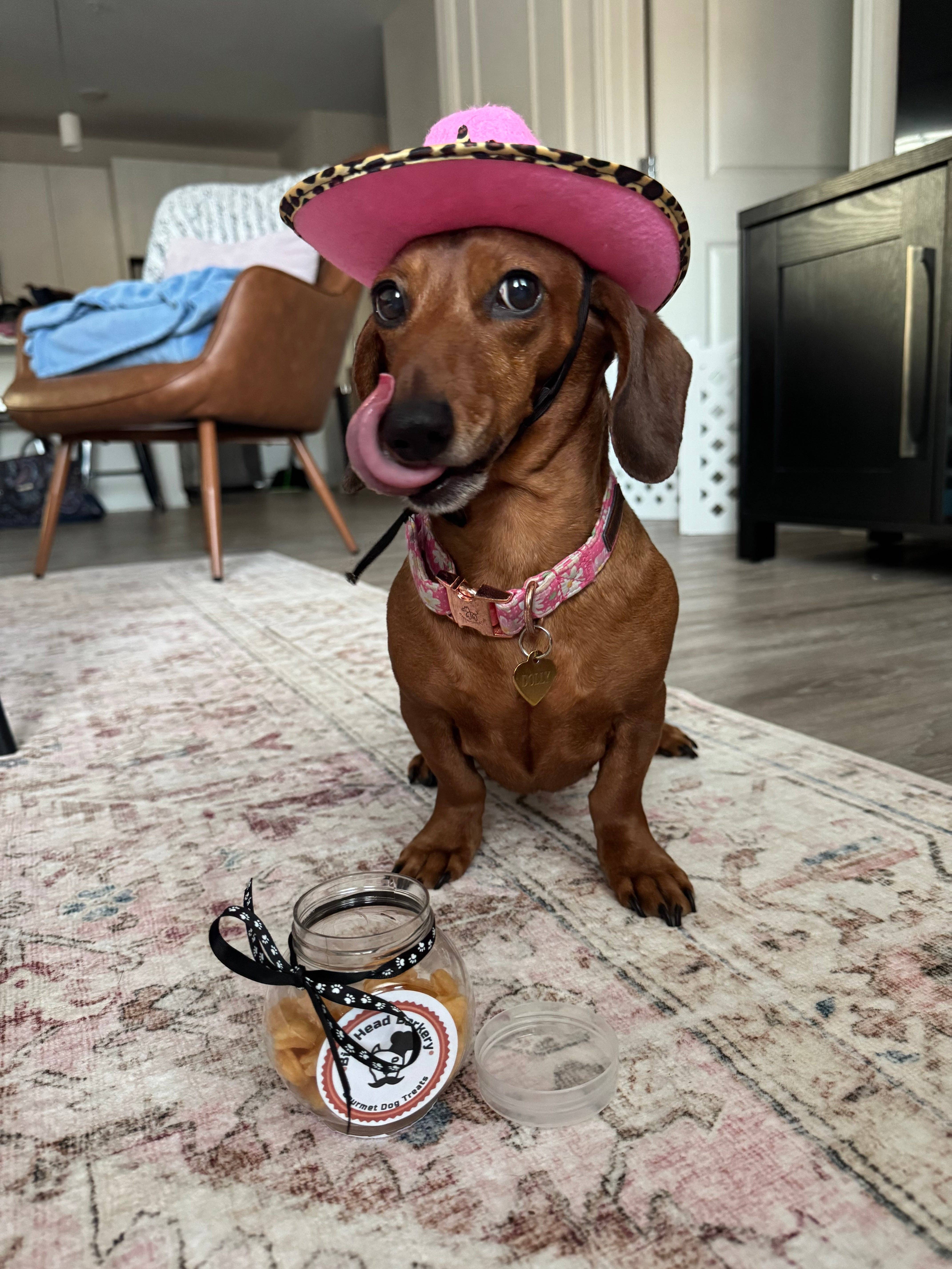 Big Head Barkery - Wholesale Pet Treats - Dog - Cheddar Cheese Fish-Shaped Dog Treats |Crunchy, Savory Bites1