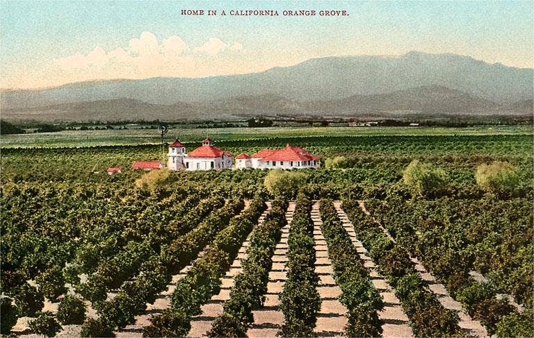 Found Image Press - Vente Cartes postales - Carte postale CA-1265 Verger d'orangers de Californie0