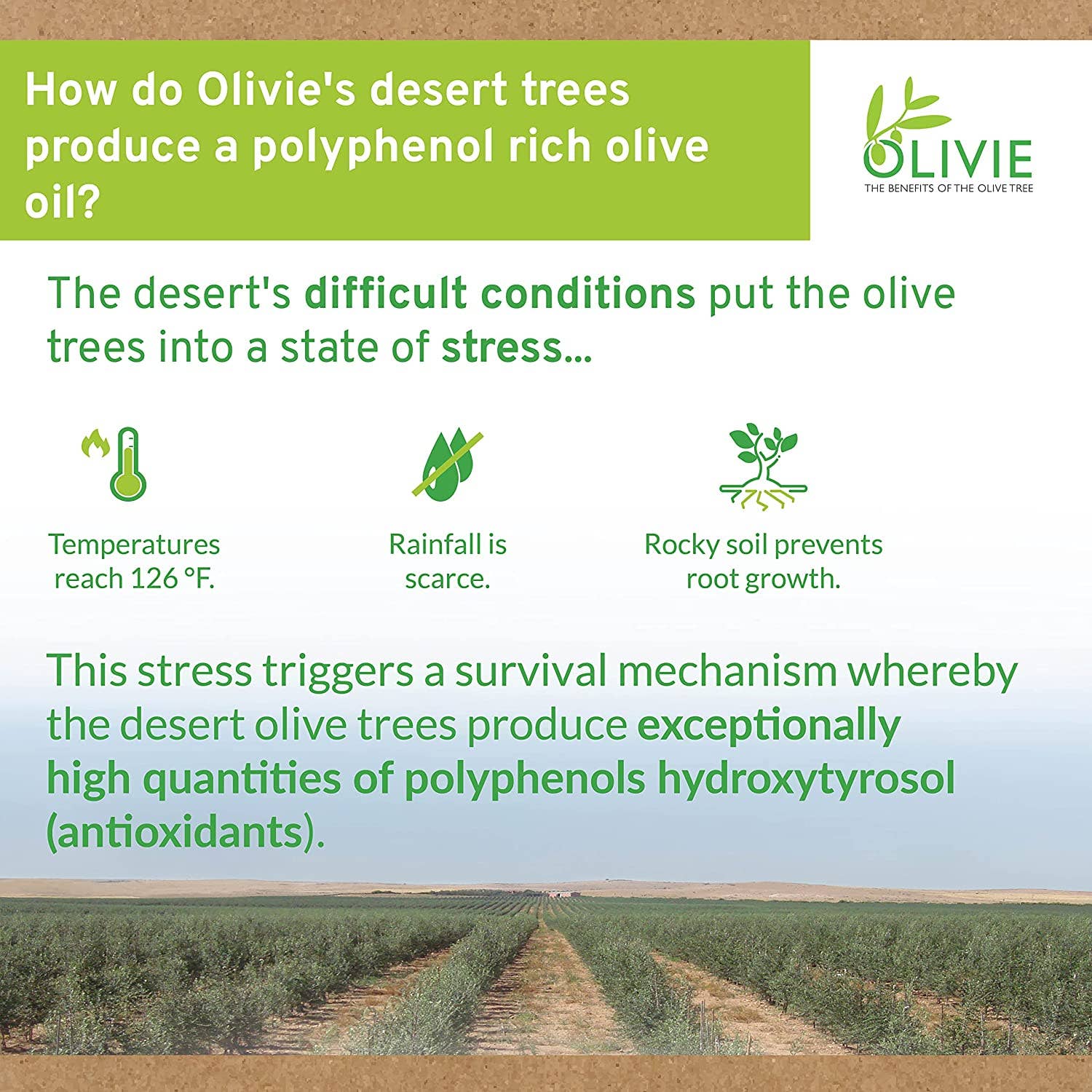 ATLAS OLIVE OILS - Wholesale Oral Supplement/Vitamin - OLIVIE BABY/Kids 250ML - Colic Relief for Babies and Kids5