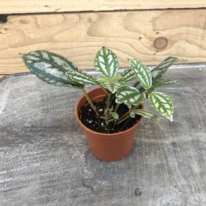 Pilea Cadierei Aluminium, 2" Plant for wholesale by The Plant Farm