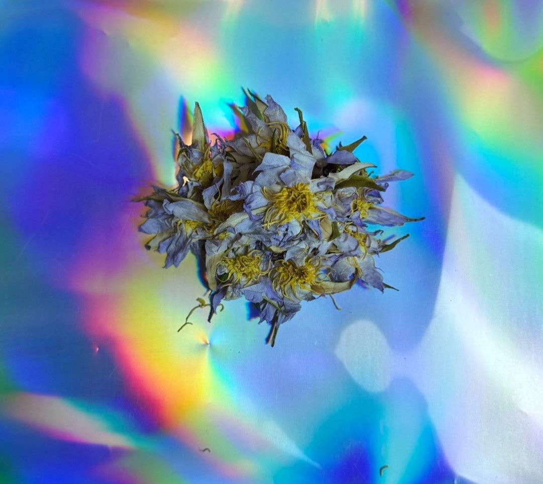 Healing Herbals - Wholesale Loose Tea - Egyptian Water Lily High Potency - Preorder