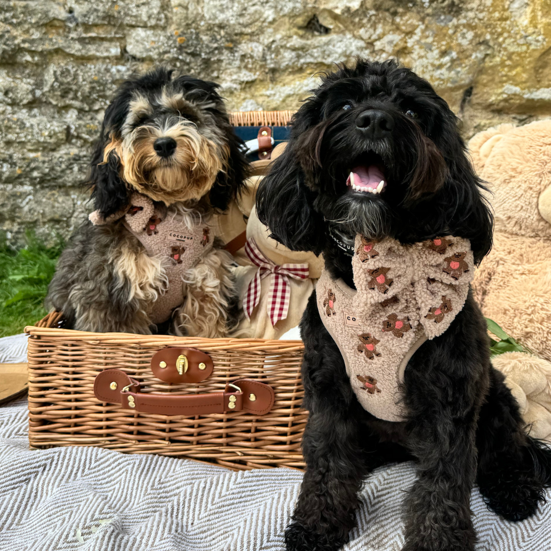 Cocopup London - Vente Harnais – chien - Harnais réglable pour chien avec oursons brodés Cocopup London9