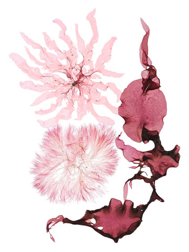 Seaweed Art Cartes de voeux 5x7 Design #58 pour la vente par Seaweed Artist