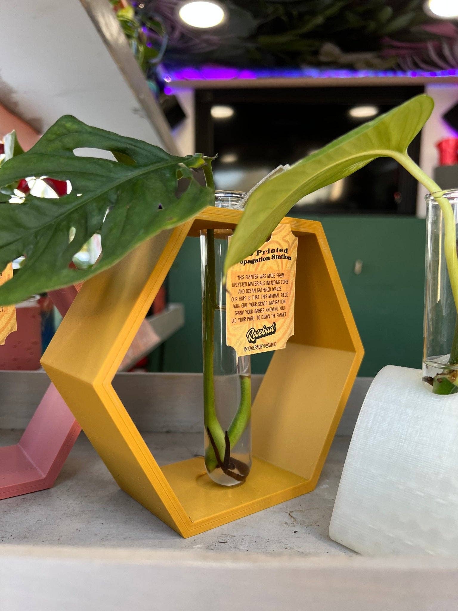 Rosebud Homegoods - Wholesale Plant Pot Stand - Hexagon Propagation Station14