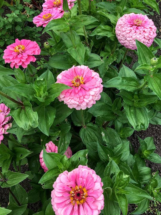 Decker Rd. Seeds - Wholesale Plant Seeds - Zinnia 'Luminosa' Flower Seeds0