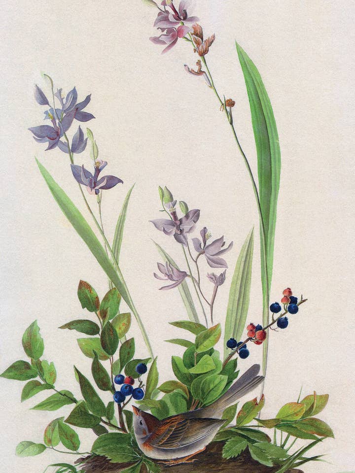 Postcard Field Sparrow (135461) for wholesale by The Knowledge of Things by Catch Publishing