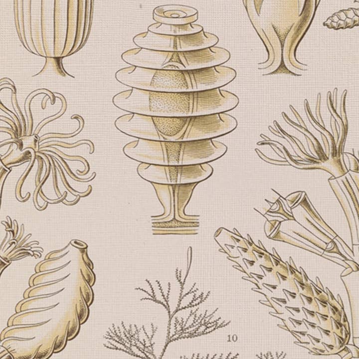 Oleka Canvas - Wholesale Art Print - ESSENCE MARINE, canvas wall art print2