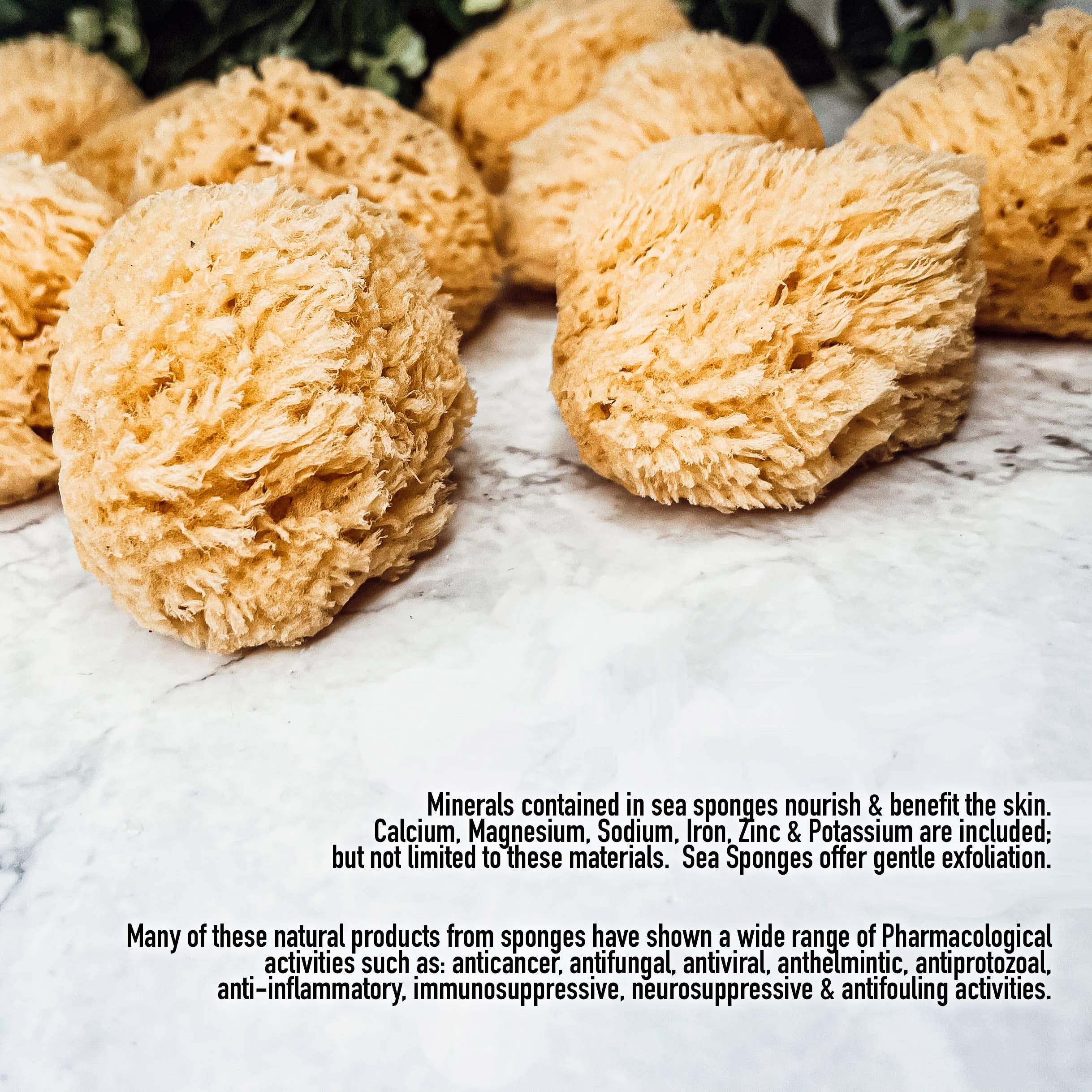 Gia Roma - Wholesale Bath Pouf/Sponge - Dead Sea Sponge, All Natural Body Wash Loofah 4-5"3