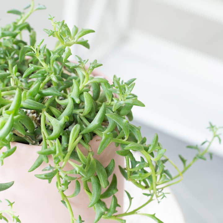 Best Plant Friend - Vente Succulentes - Collier de dauphins Senecio, succulente à suspendre, 2/4/6 pouces