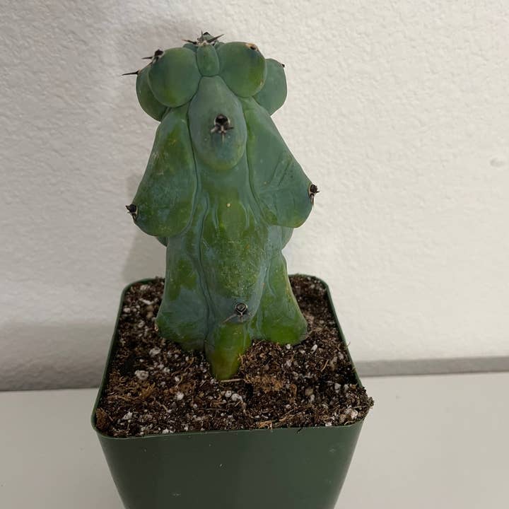 Grow Margo - Wholesale Live Plant - Myrtillocactus Geometrizans - Boobie Cactus Live Rooted5