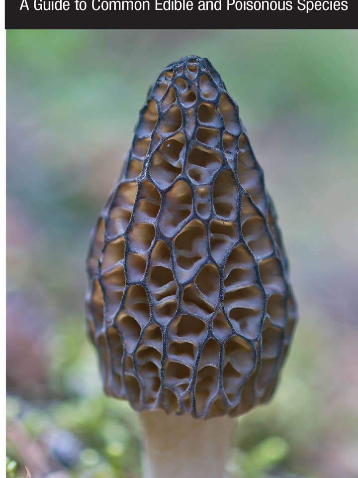 Mushrooms of the Midwest for wholesale by Quick Reference Publishing, Inc