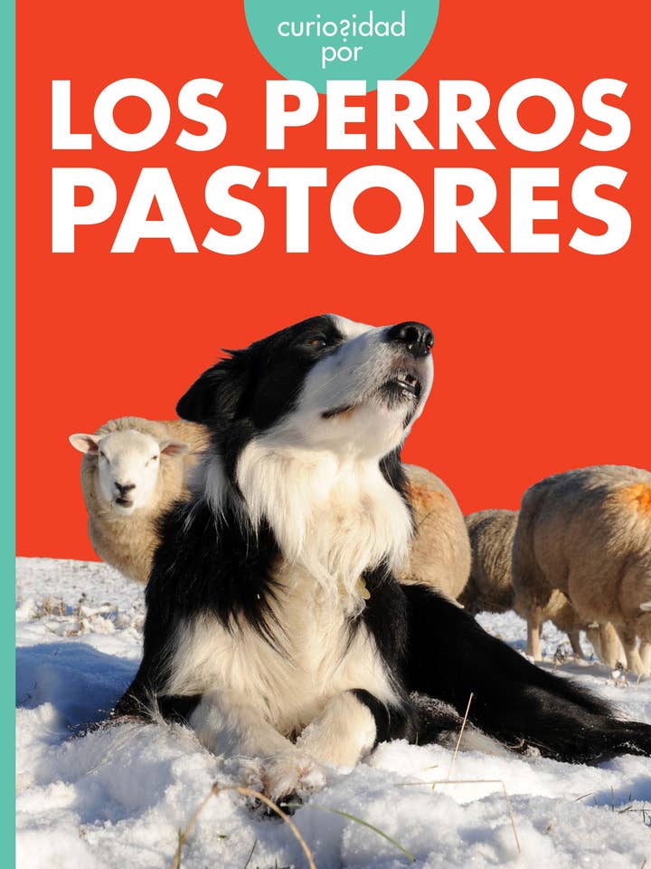 Curiosidad por los perros pastores for wholesale by Amicus Publishing