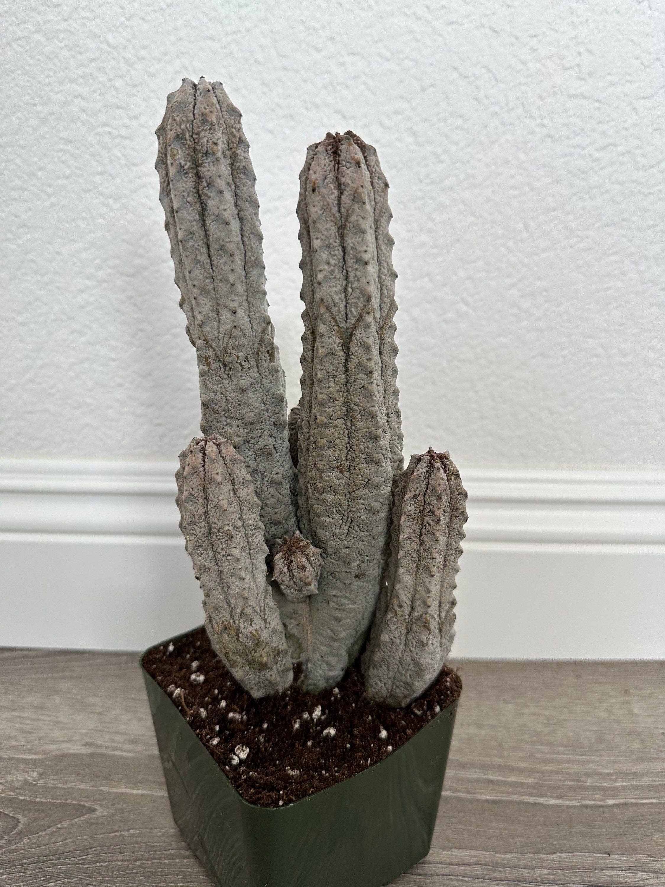 Grow Margo - Vente Succulentes - Cluster gris Euphorbia Abdelkuri - Cactus vivant unique - Cand7