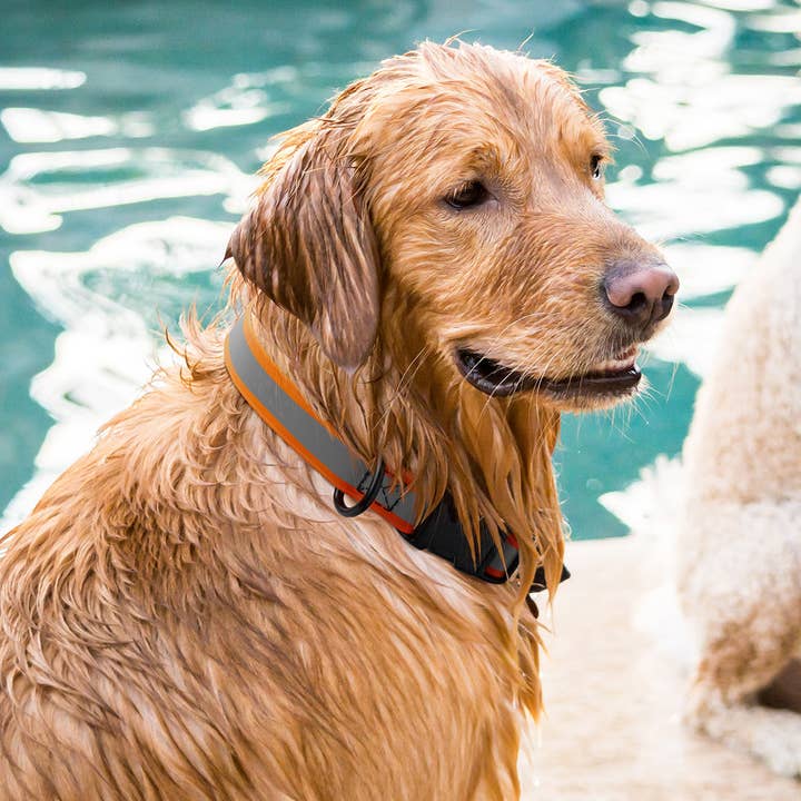 Dogline - Wholesale Pet Collar - Dog - Dogline Biothane Reflective Dog Collar with Quick Release8