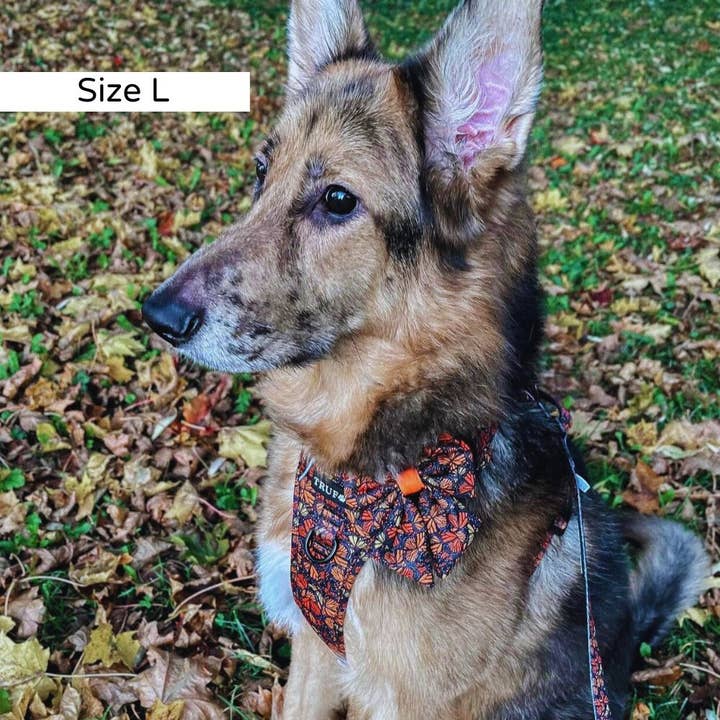 Trufois - Vente Harnais – chien - Harnais Sisu - Chute et Vol8