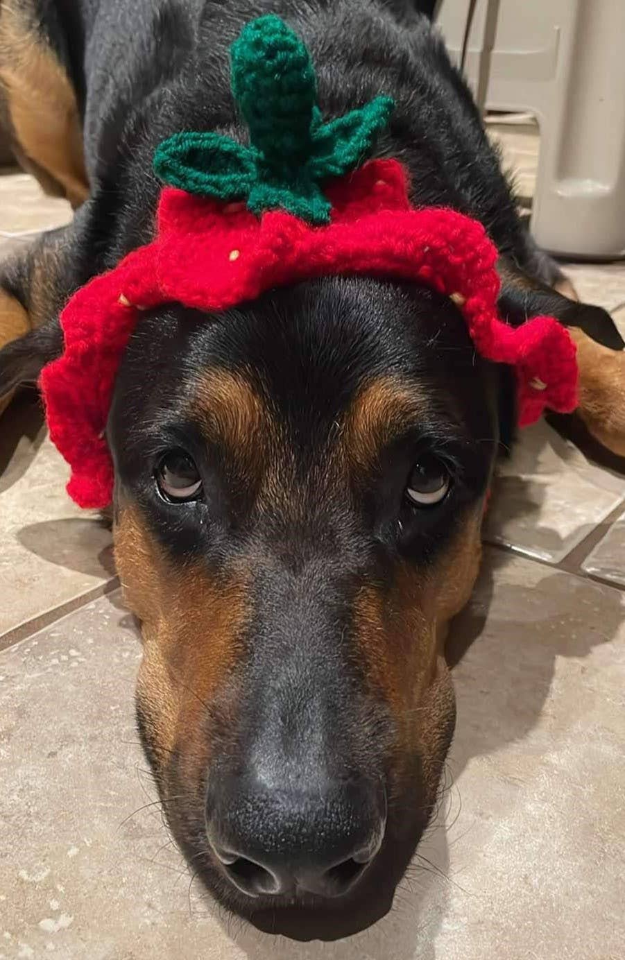 Glitter Ghost Clothing and Accessories – Engroshandel Hundehat - Hund – Hæklet Jordbærhue - Kattehjelm - Pet Hat14