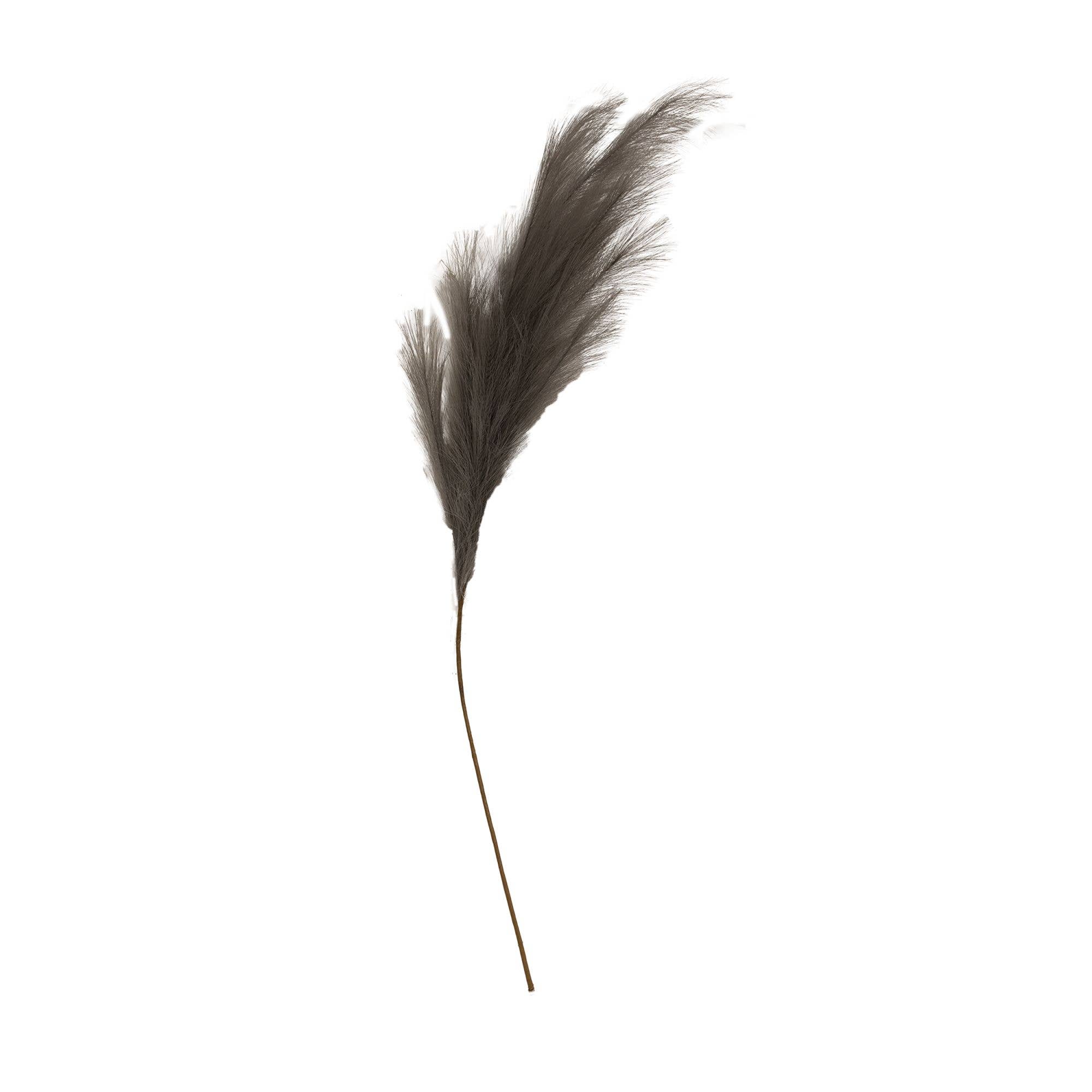 Col House Designs - Wholesale Dried/pressed flowers - Weeping Pampas Grass Branch, Gray