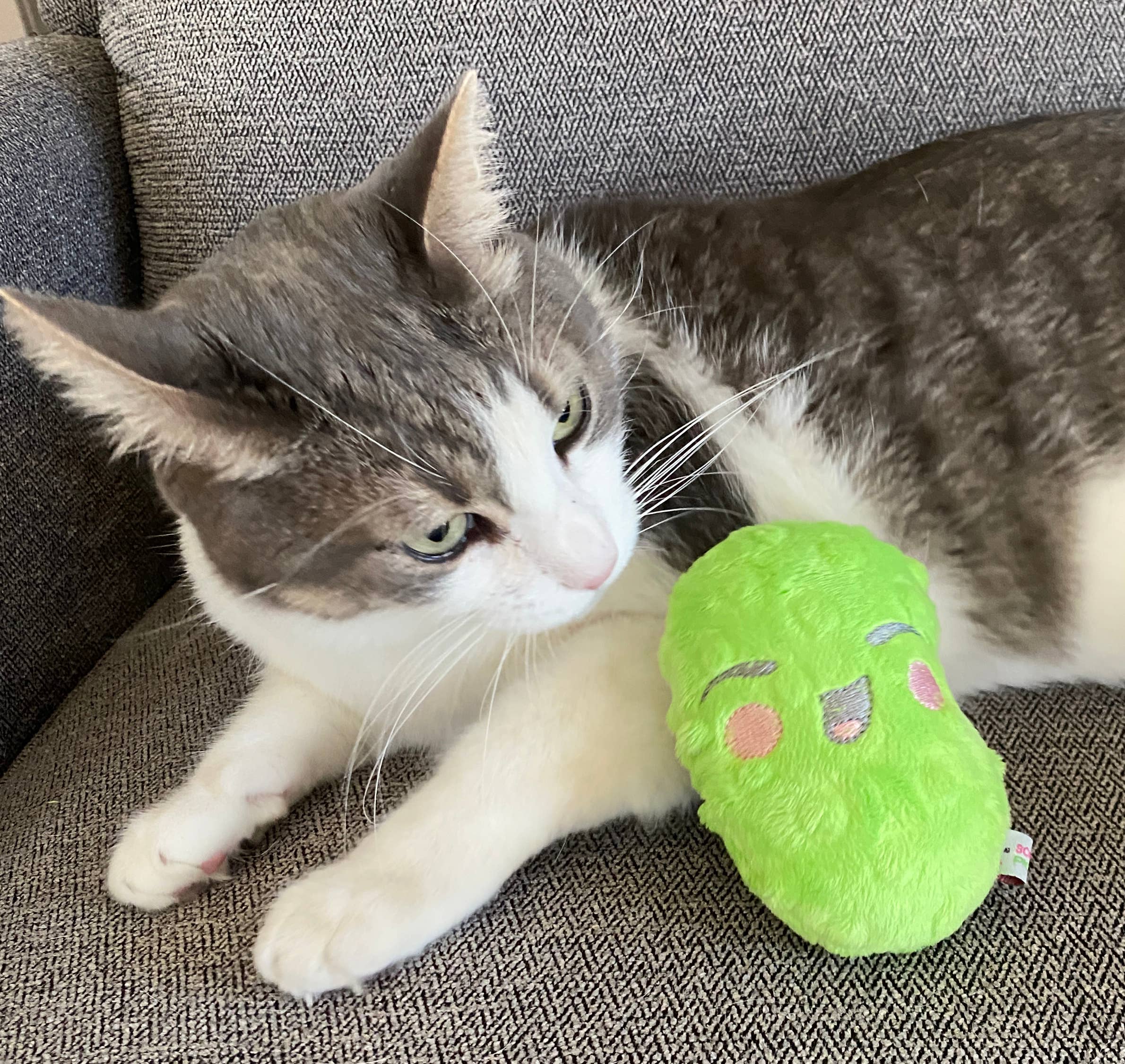 Screaming Pickles - Vente Jouet couineur – chien - Jouets pour animaux de compagnie faits à la main - Catnip/Dog Squeaker Mini Pickle14