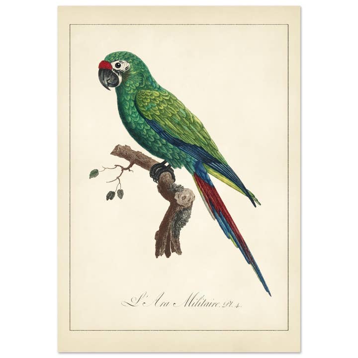 Den militære armé for engroshandel hos Maison de Paloma