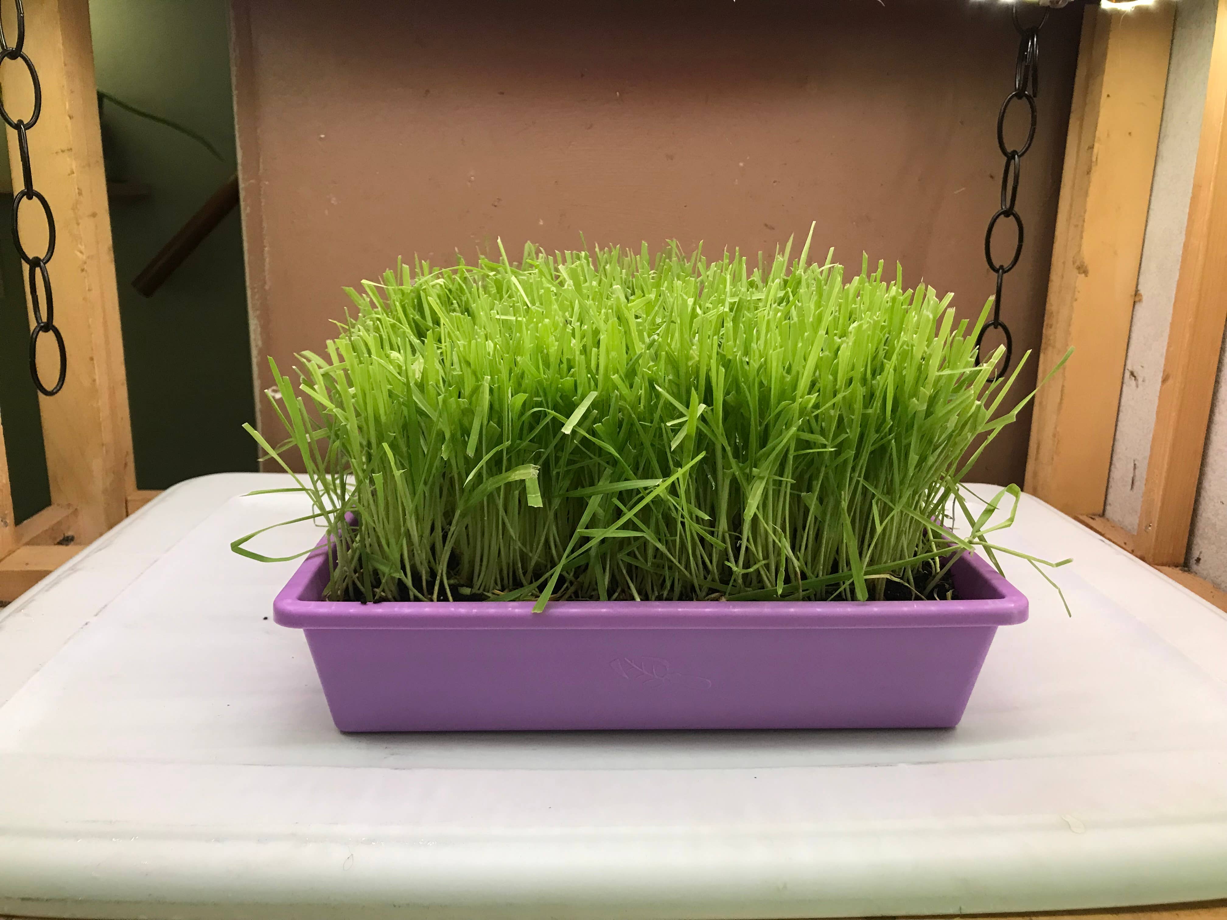 Mom’s Indoor Cat - Wholesale Catnip - 10” x10” Cat Grass Garden Tray/ organic seed8
