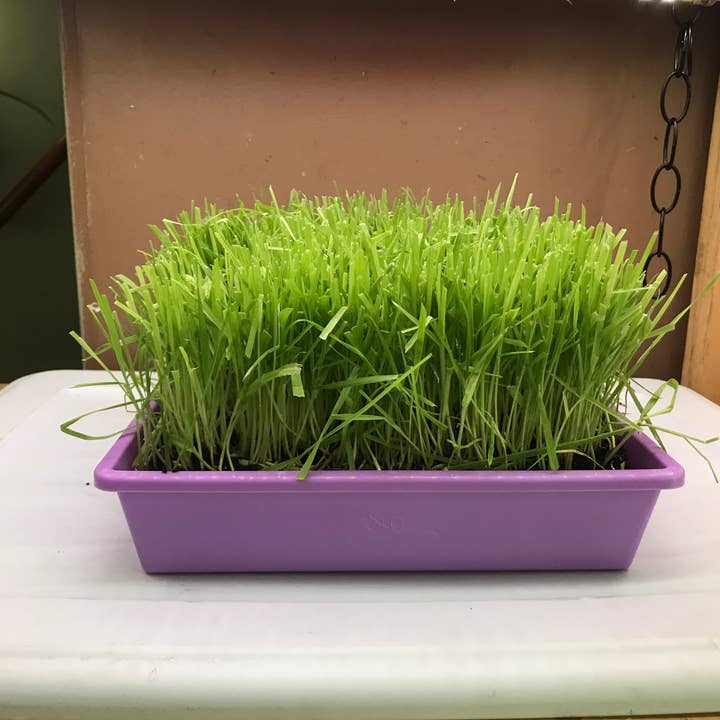 Mom’s Indoor Cat - Wholesale Catnip - 10” x10” Cat Grass Garden Tray/ organic seed8