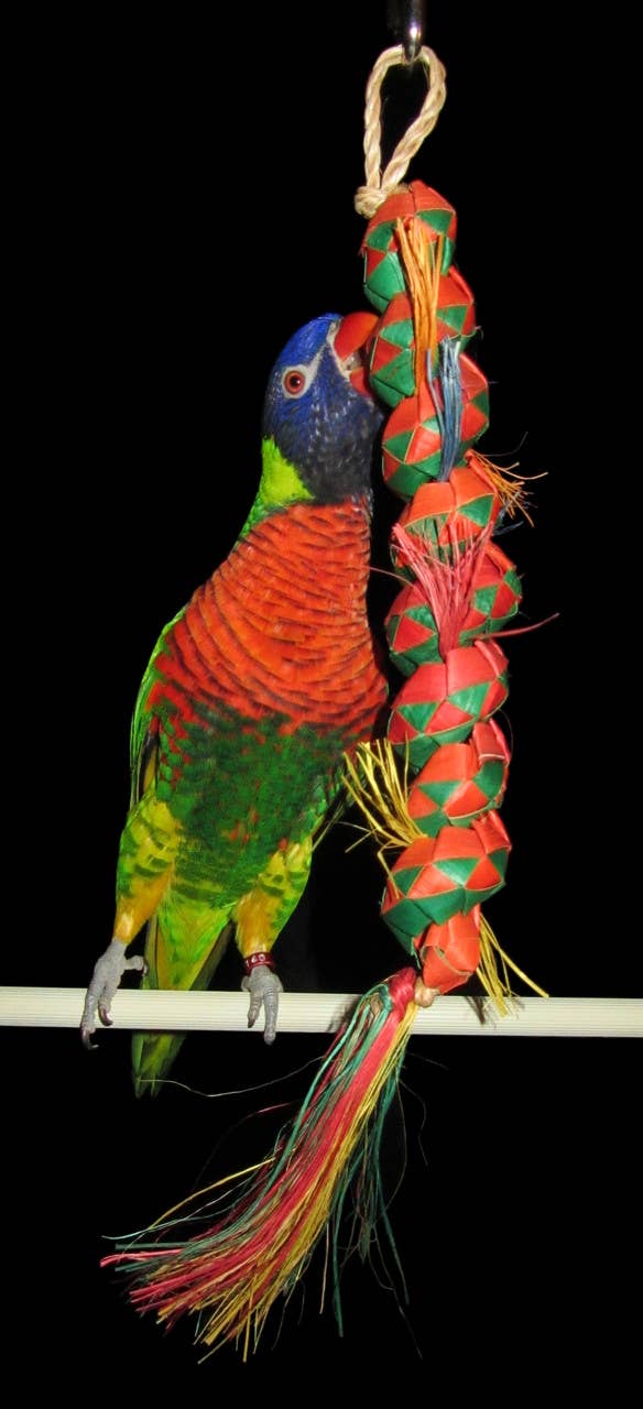 Planet Pleasures - Wholesale Bird swing/toy - Caterpillar4