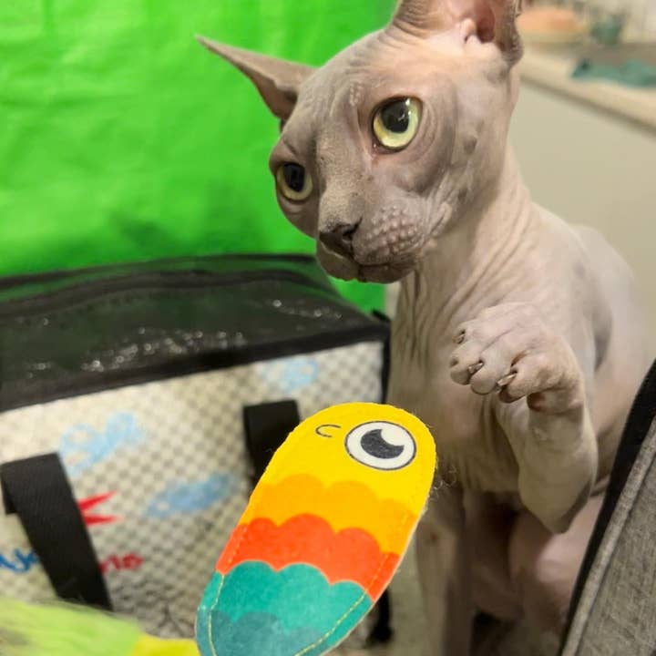 WufWuf - Wholesale Pet Toy Set - Cat - MyMeow Meow Year Resolutions, Catnip Toy Set