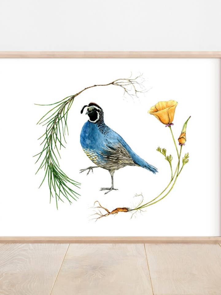 California quail, poppy flower, and pine tree art print for wholesale by Hannah Moore Art