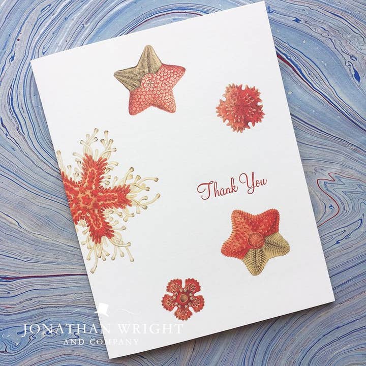 Sandy Greetings - Set di 8 pezzi, in confezione di ringraziamenti per la vendita all'ingrosso da parte di Jonathan Wright and Company