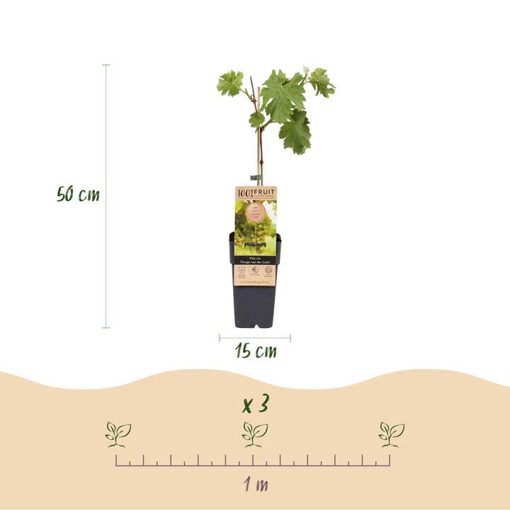 Oasis of Life - Wholesale Live plant - Grape vine Vitis vinifera Frühzeit von der Laan – White grape – 2 plants – Fruit plant – 15cm – Height 50cm2