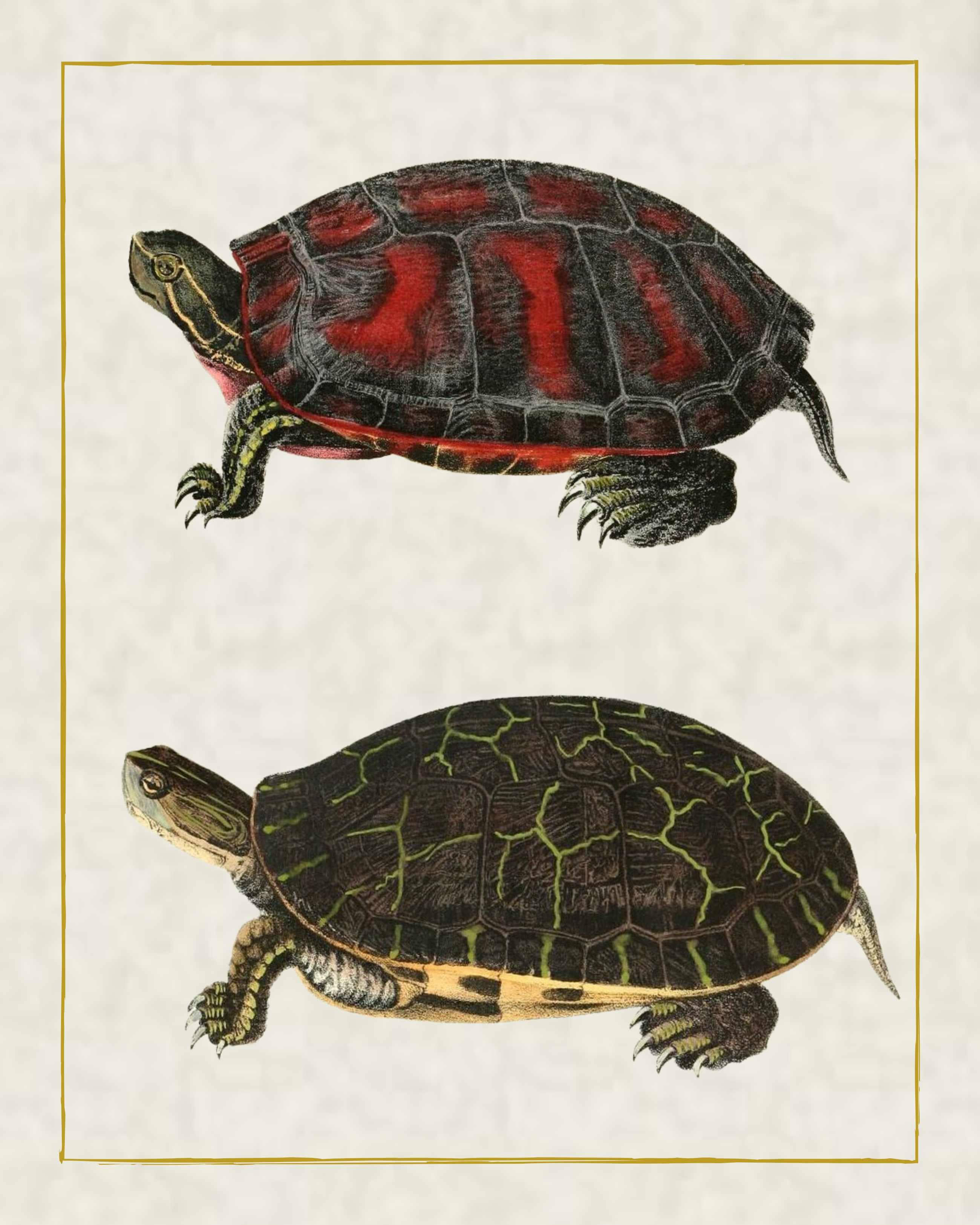 Magnifique Hearts – Großhandel Kunstdruck – Tropical Turtle Harmony: Lebendige Kunstdrucke mit exotischen Schildkröten0