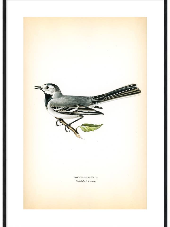 Sädesärla, hona i vårdräkt för wholesale av Svenska Fåglar