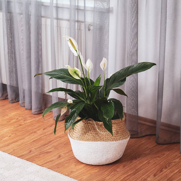 Kurated Korner - Wholesale Planting/Potting Soil - Soil Sunrise Peace Lily Potting Soil Mix