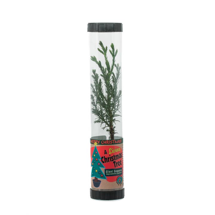 The Jonsteen Company - Wholesale Live Plant - Living Christmas Tree | Giant Sequoia | Packaged Live Tree