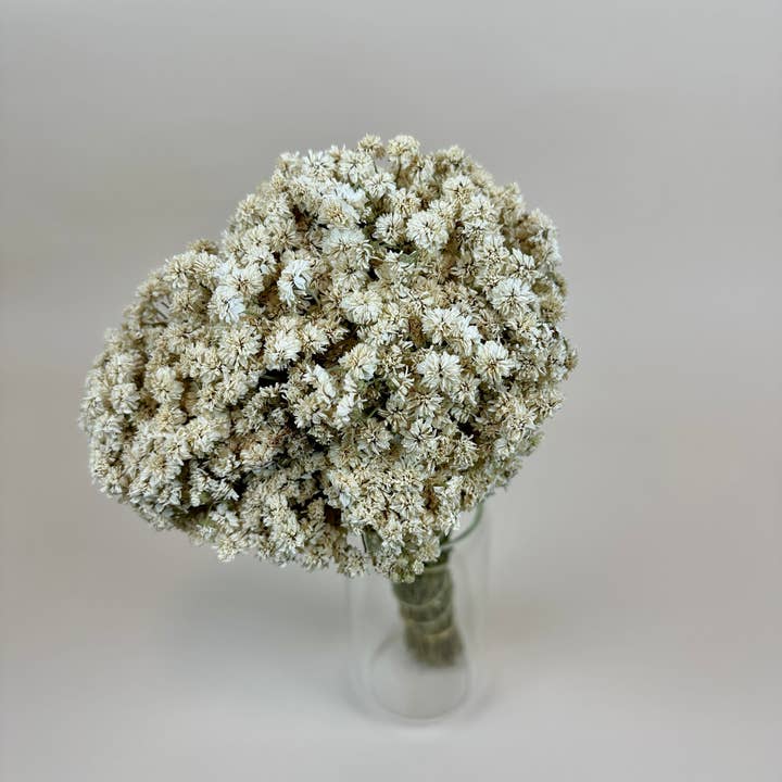 Lovejoy Farms Premium Dried Flowers - Venta al por mayor Flores secas/prensadas - Aquilea de Perla