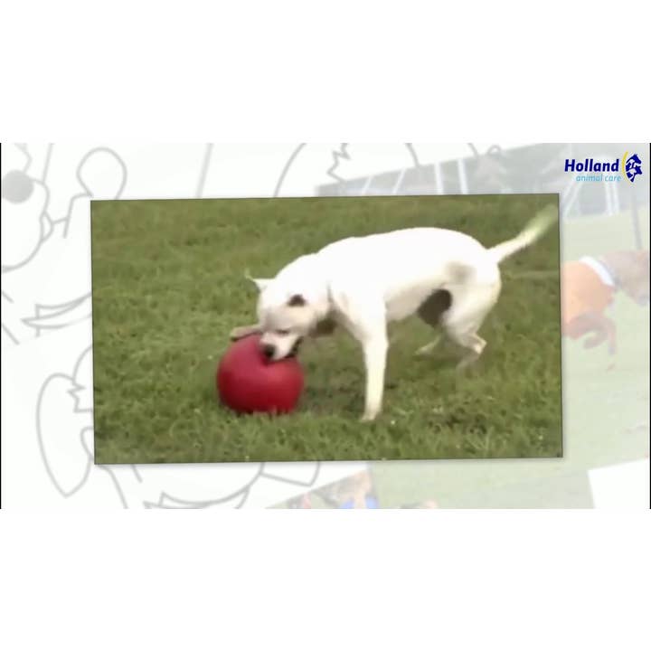 Azul Jolly Ball Push-n-Play 25cm Azul de venta al por mayor en Faire1