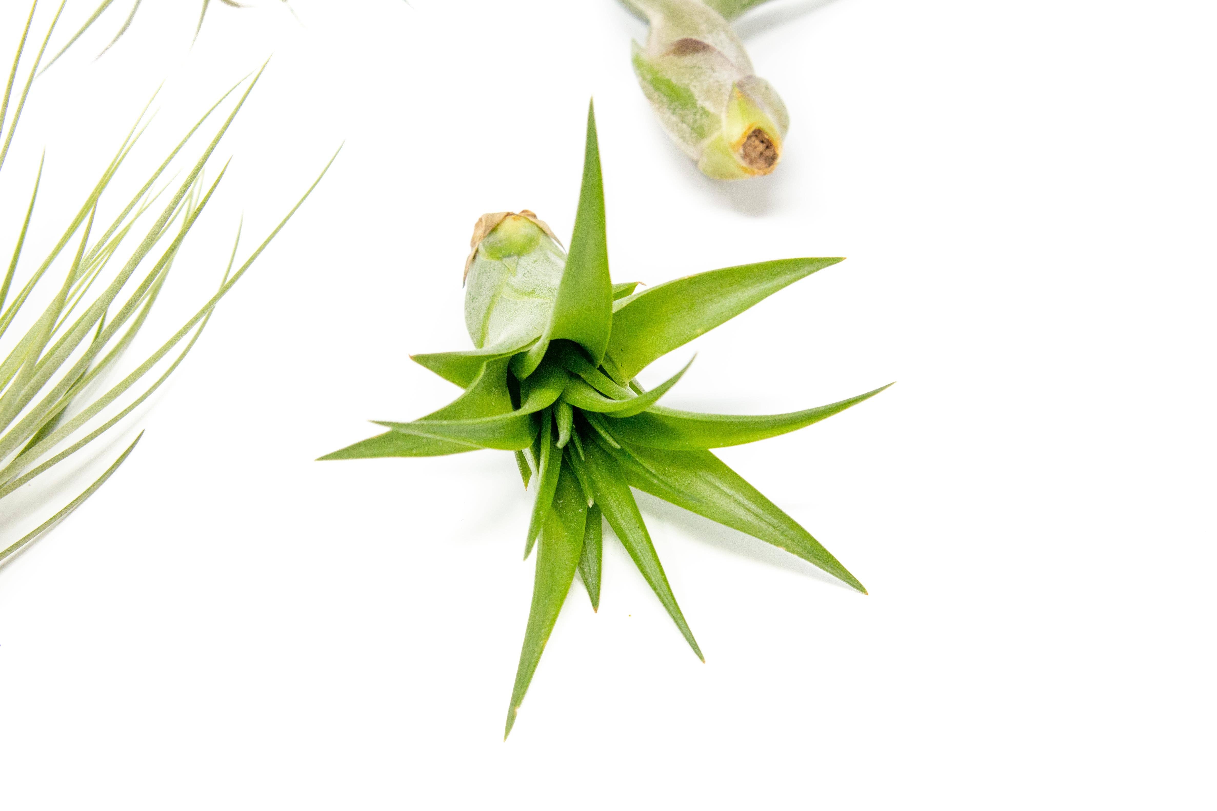 Air Plant Shop - Wholesale Live Plant - The Inca Collection of Tillandsia Air Plants2
