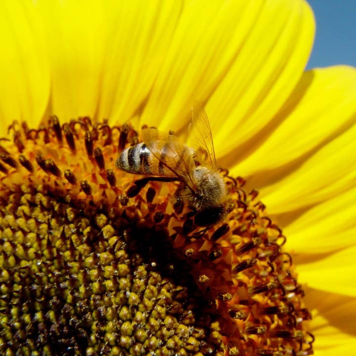 Tea Tree and Lavender Soap for wholesale by Bees-to-Bubbles Handcrafted Soaps