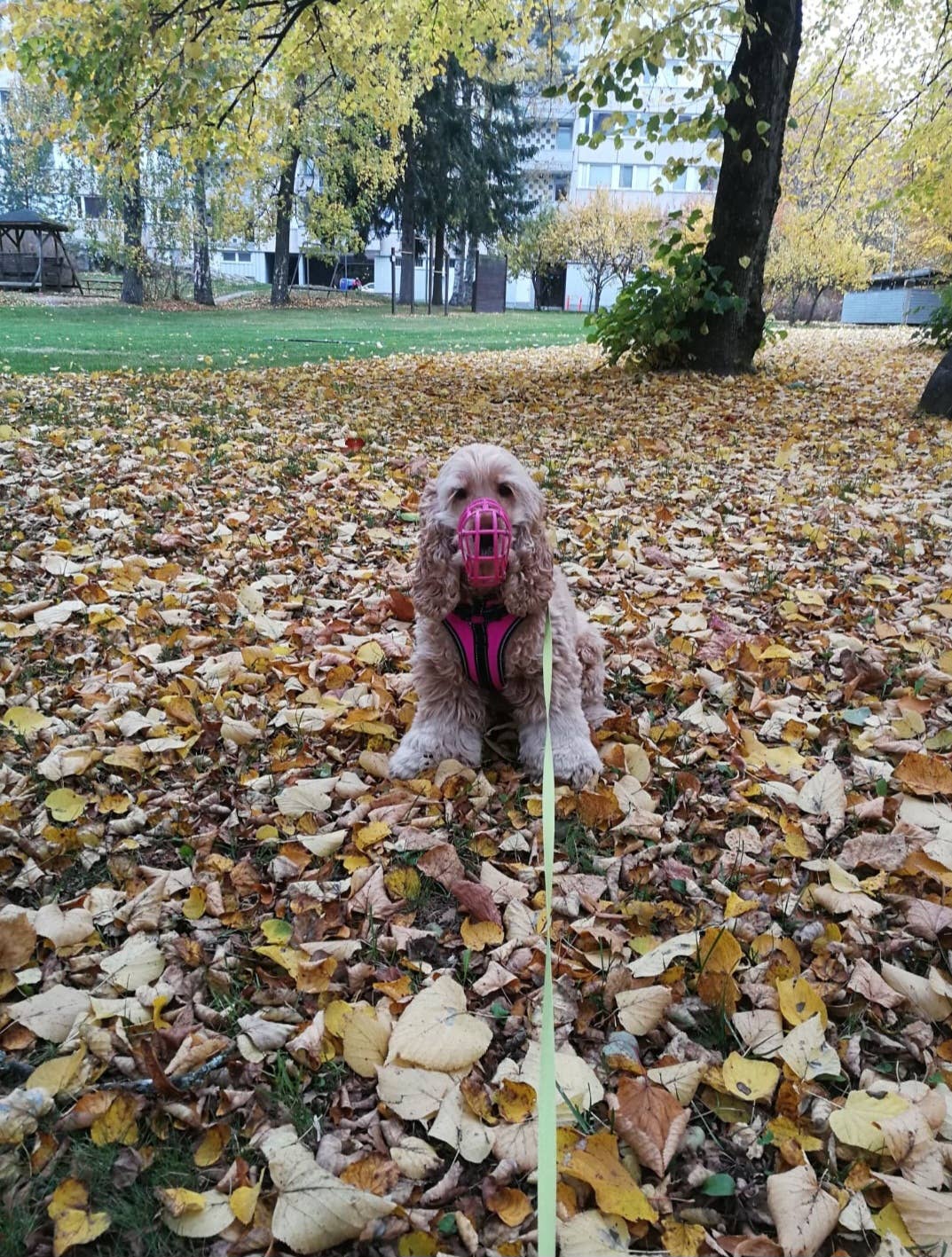 Muzzle & Snout - Wholesale Pet Muzzle - Plastic muzzle - lurcher size - standard