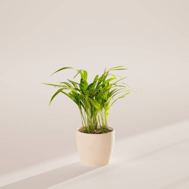 Lively Root - Wholesale Live Plant - Areca Palm Indoor Tree34